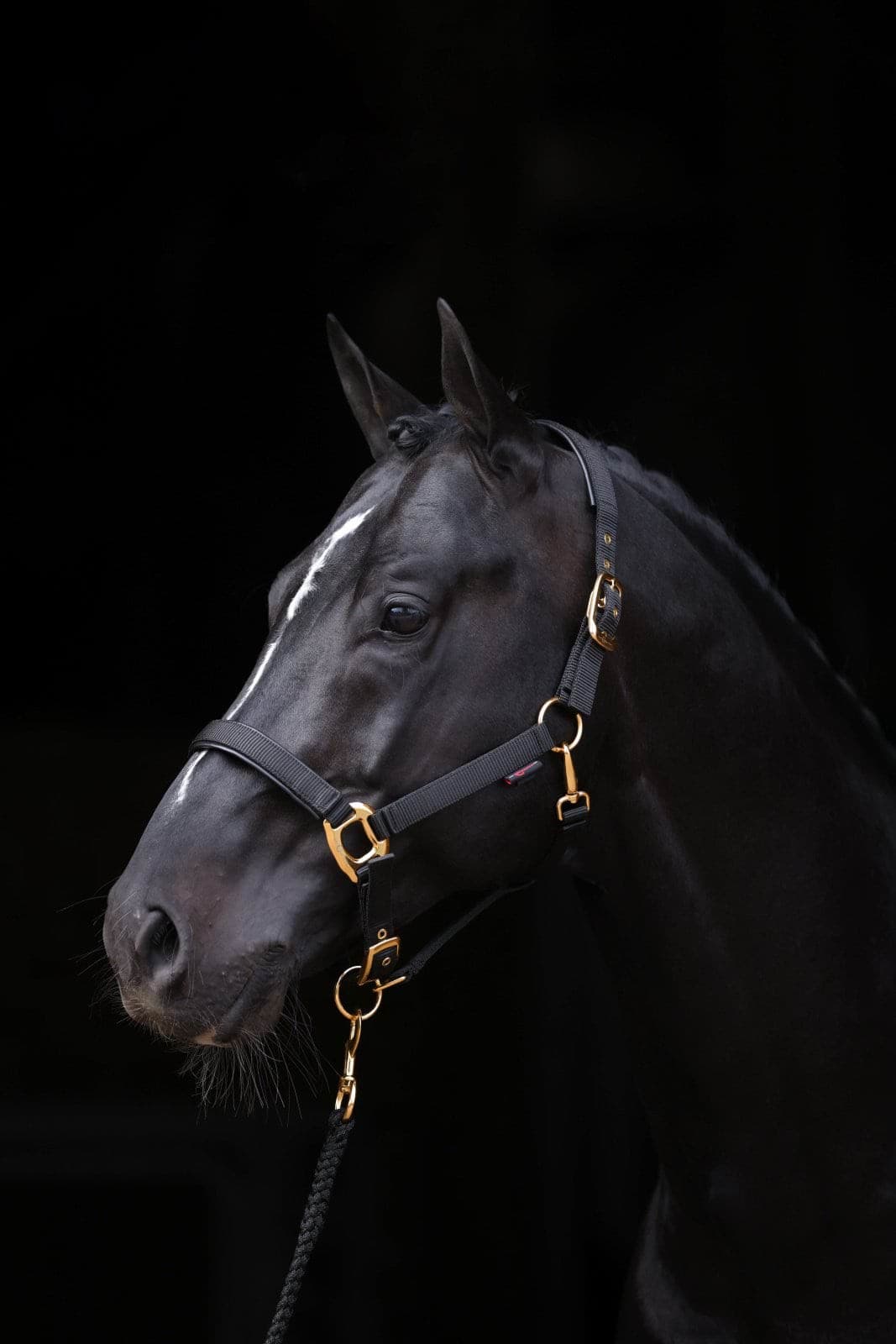 Kantar dla konia TopLine, czarny, roz. Foal, Covalliero