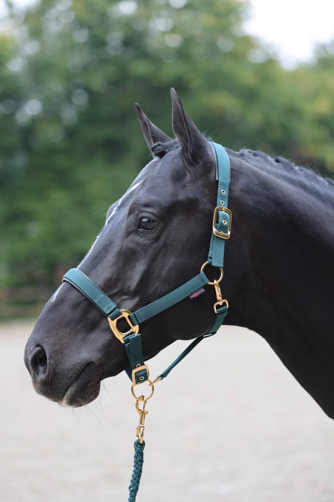 Kantar dla konia TopLine, zielony, roz. Foal, Covalliero