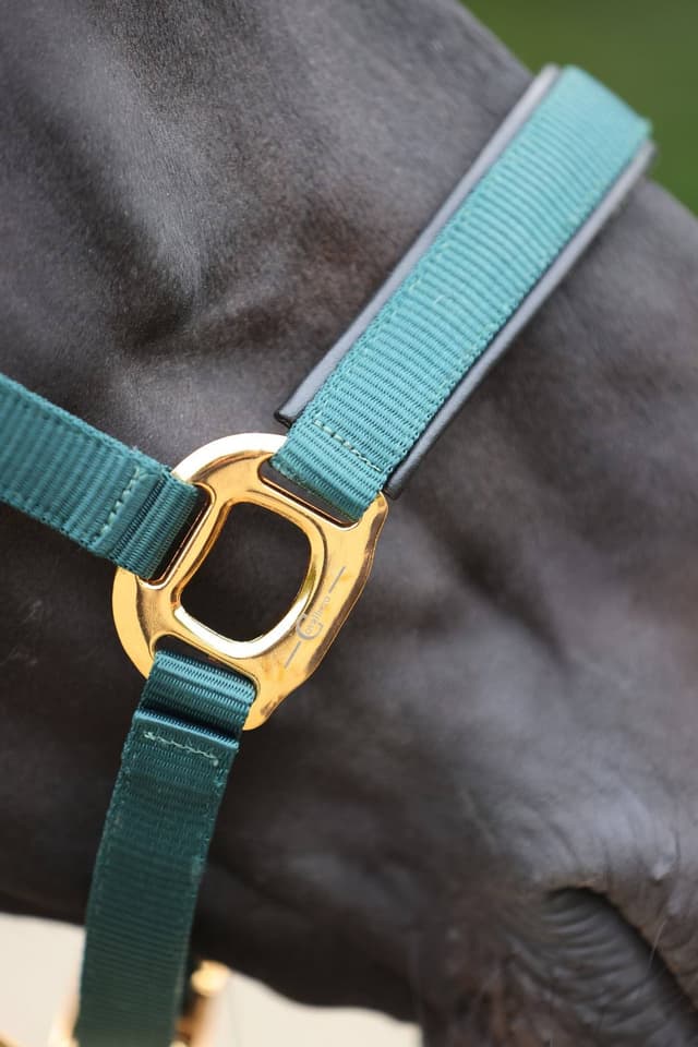 Kantar dla konia TopLine, zielony, roz. Pony, Covalliero