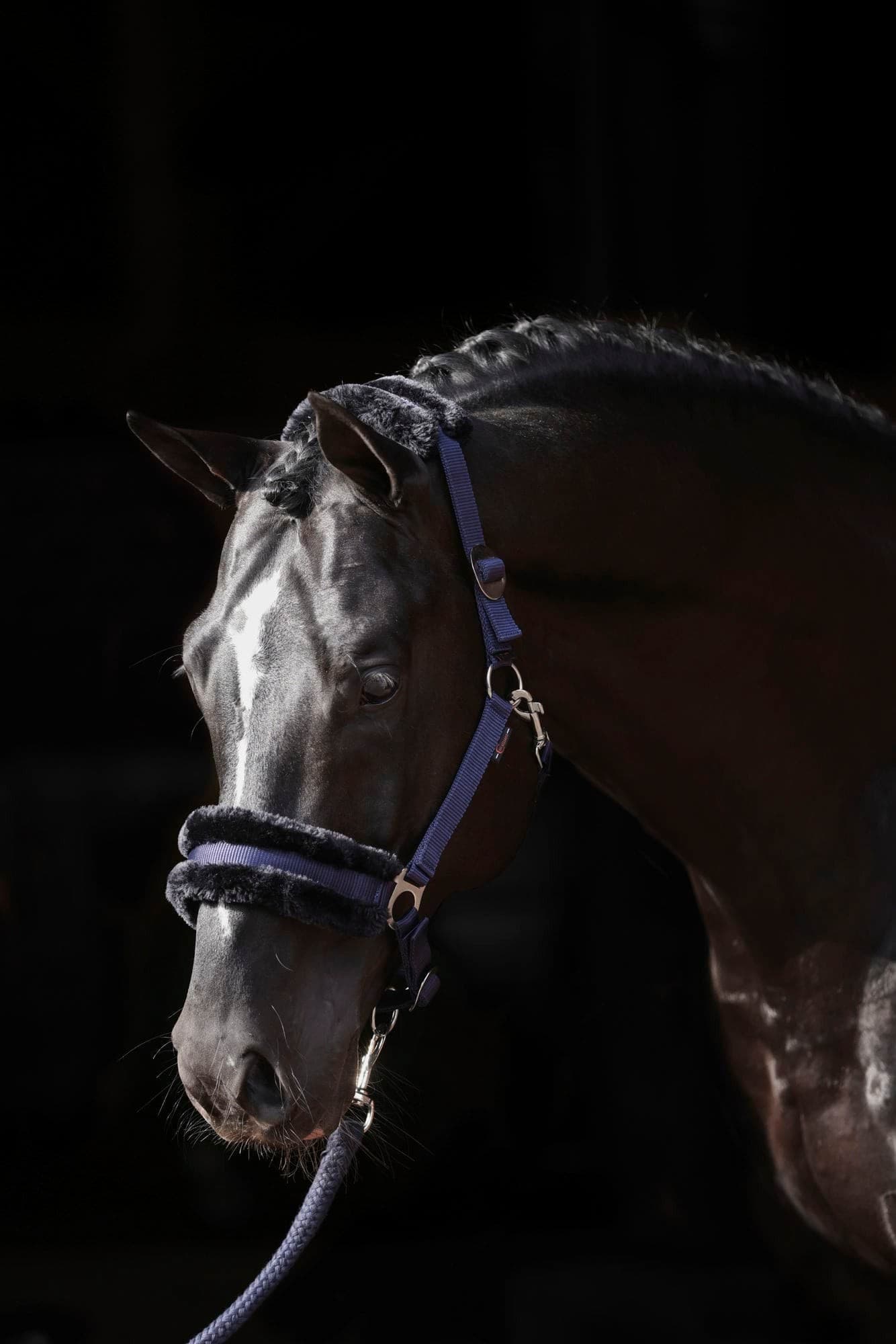 Kantar ClassicSoft granatowy dla konia Pony COVALLIERO