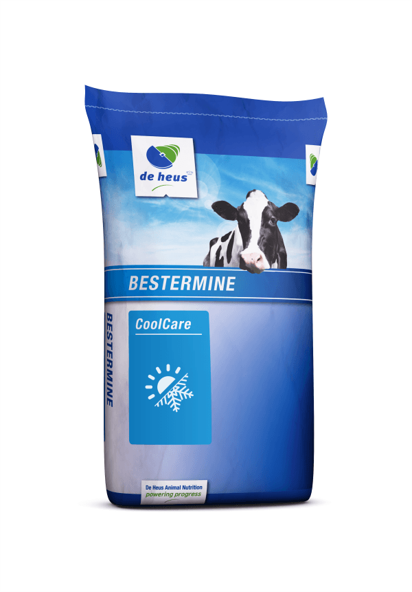 Bestermine Lato