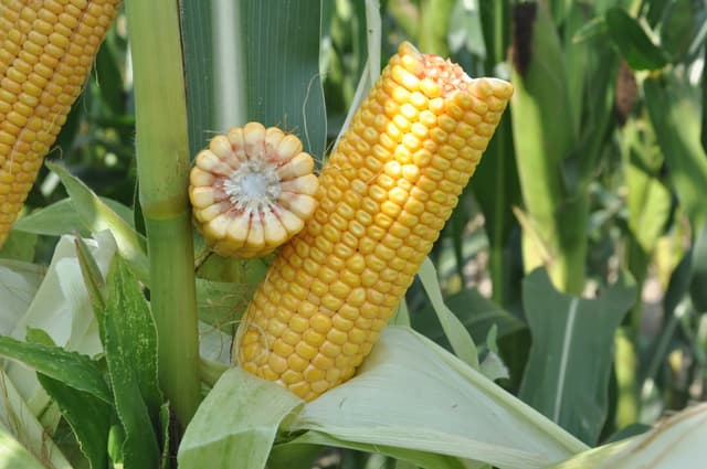 Kukurydza SM Piast FAO 280