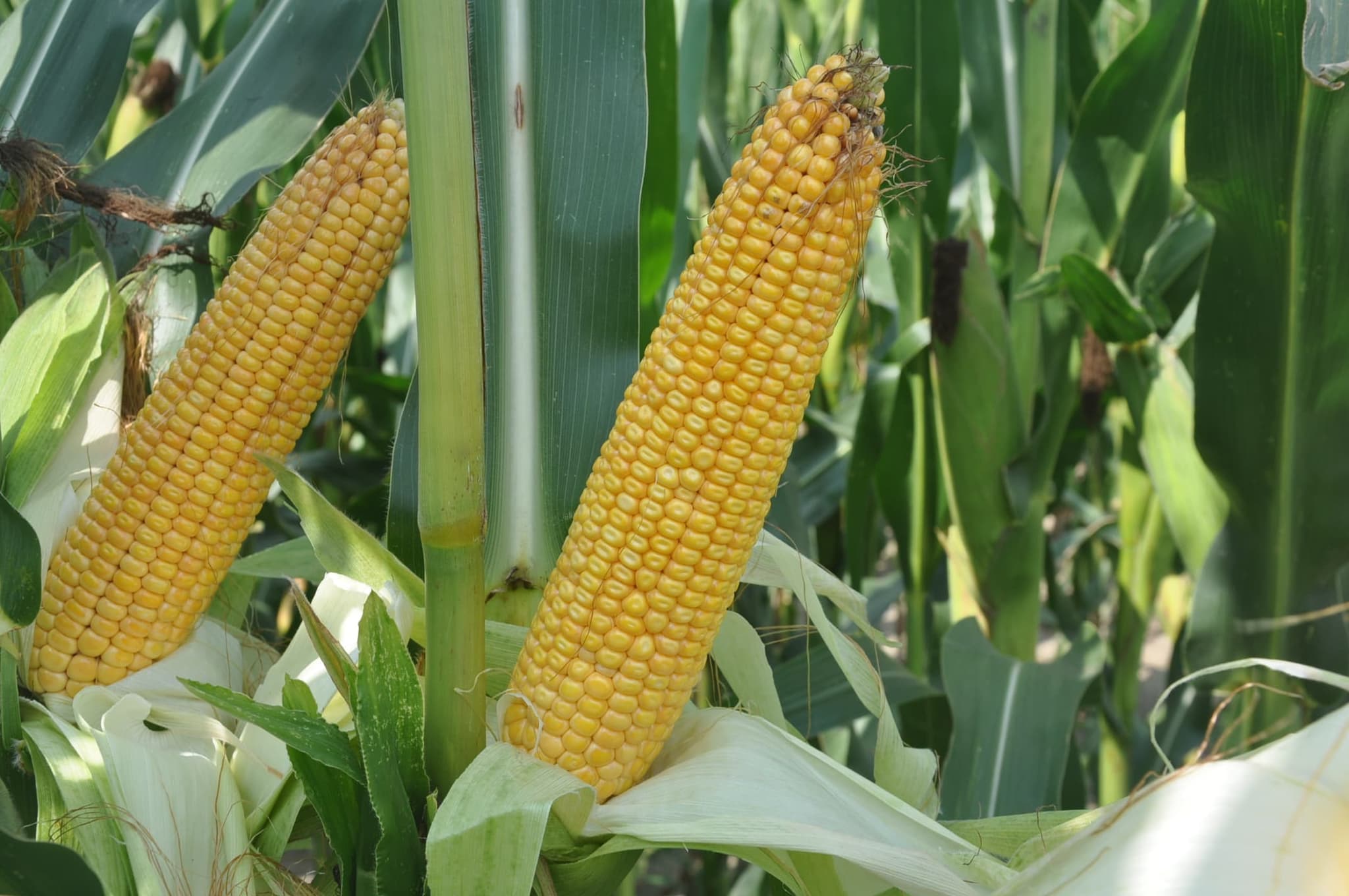 Kukurydza SM Piast FAO 280