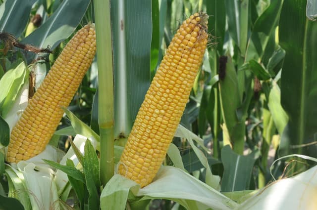 Kukurydza SM Piast FAO 280