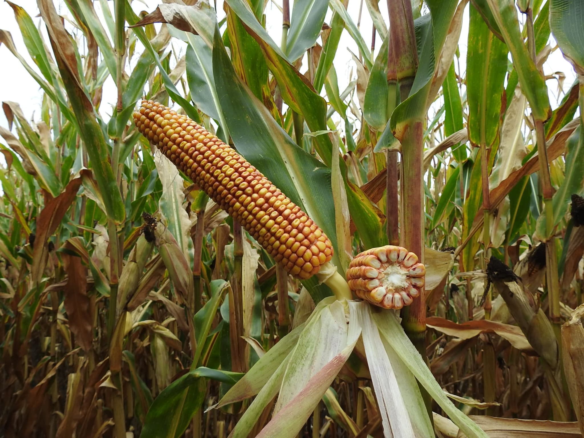 Kukurydza Cegoja FAO 250-260