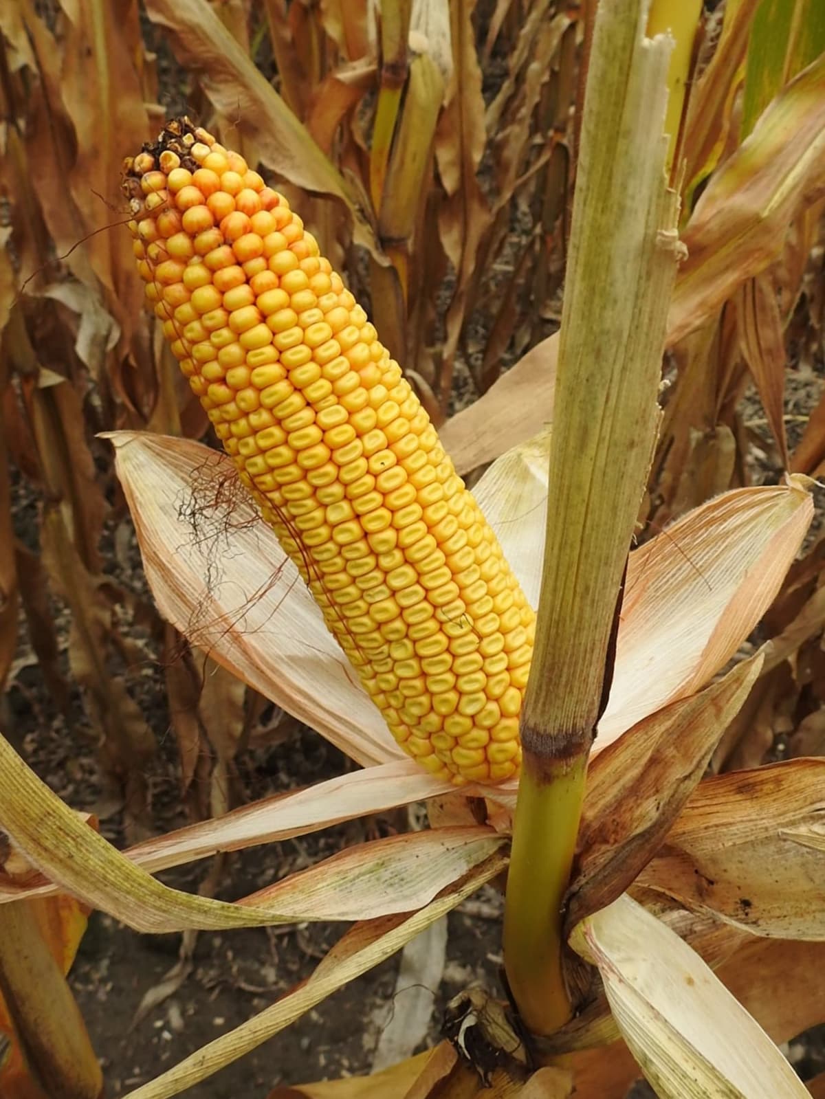 Kukurydza Piaff FAO 280