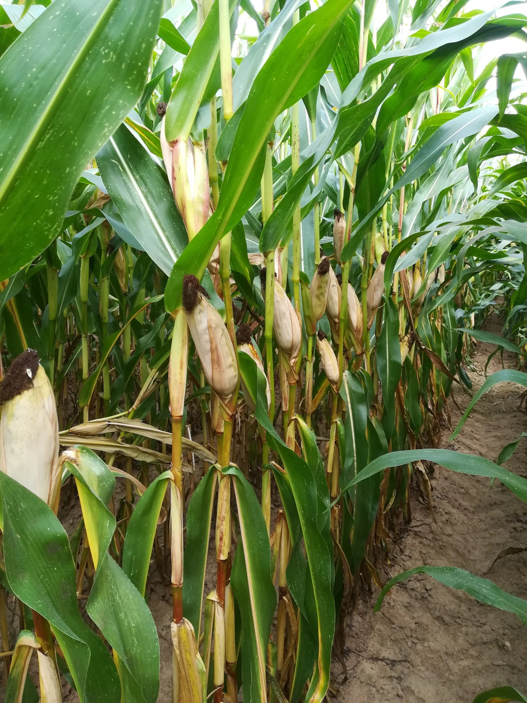 Kukurydza Malongo FAO 200-210
