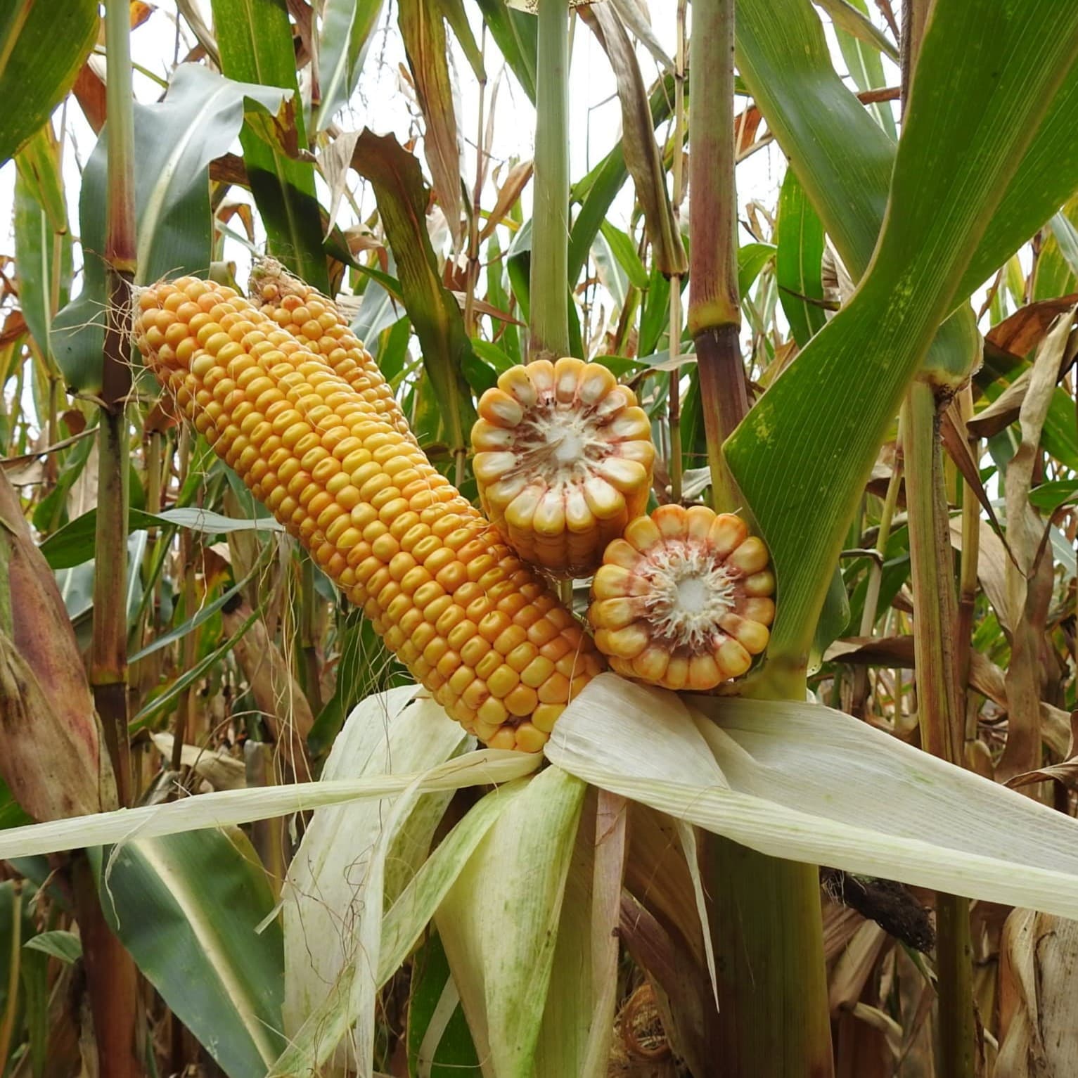 Kukurydza Sulano FAO 210-220