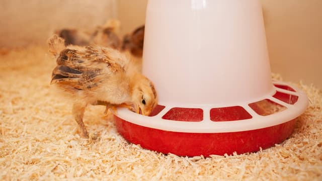 Karmidło dla drobiu, biało czerwone, zakręcane, 1,5 kg