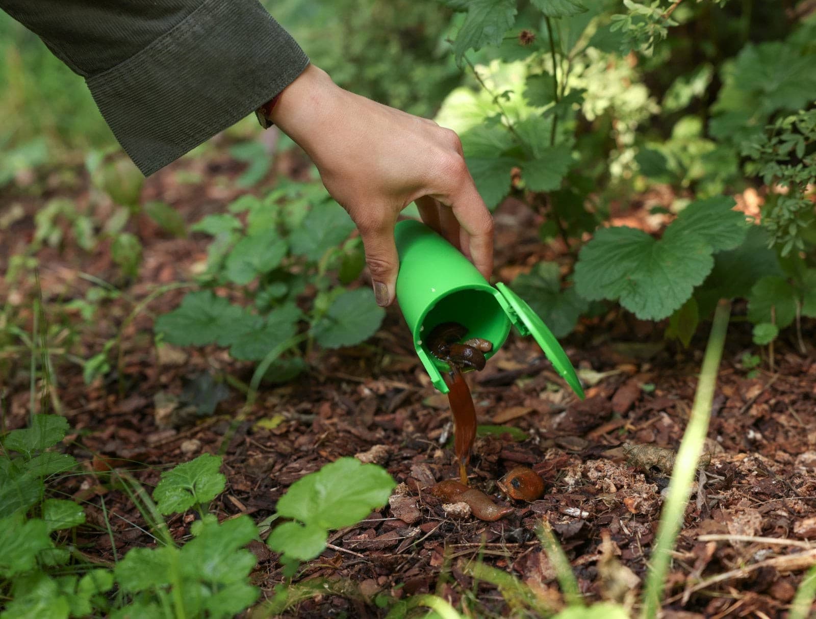 Pułapka na ślimaki SnailBowl CIT skuteczna ochrona ogrodu