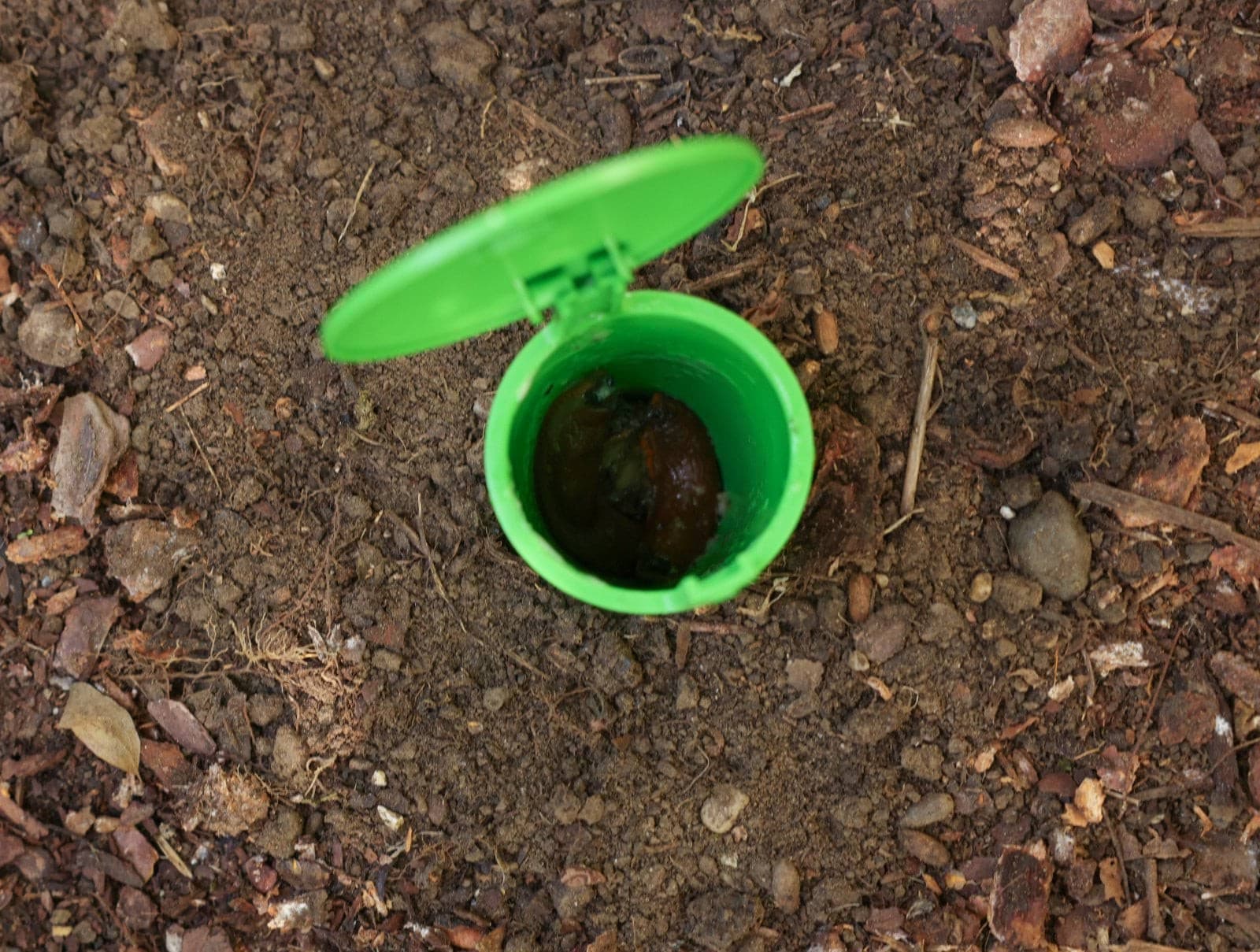 Pułapka na ślimaki SnailBowl CIT skuteczna ochrona ogrodu