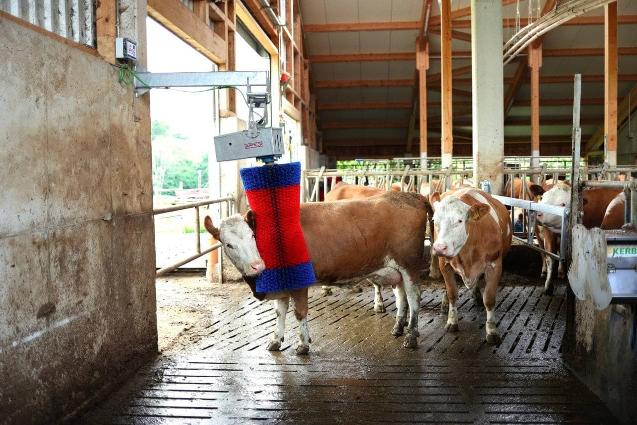 Czochradło automatyczne HAPPYCOW MaxiSwing, Kerbl