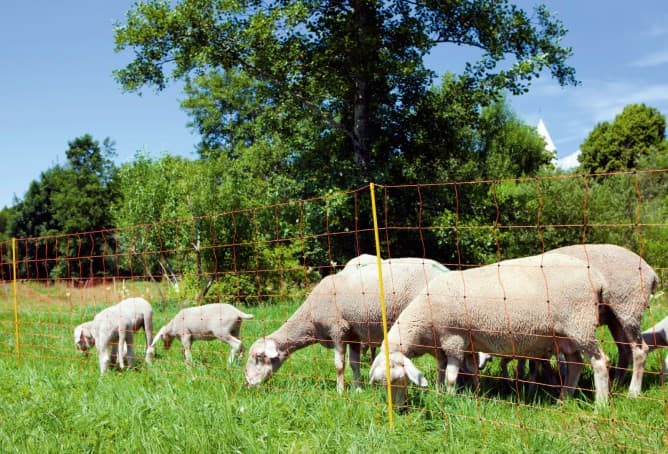 Siatka dla owiec OviNet, 50m, 90 cm, podw. szpic, pomarańczowa, Kerbl