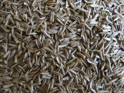 Agronas Festulolium Felopa 25kg PL230/09/10060/Z157/A