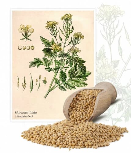 Agronas Gorczyca konsumpcyjna   5kg 1/08/2022