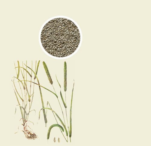 Agronas Tymotka łąkowa Tehno 25kg DE051-2060430-01