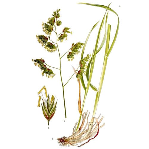 Agronas kupkówka pospolita BERTA 15kg