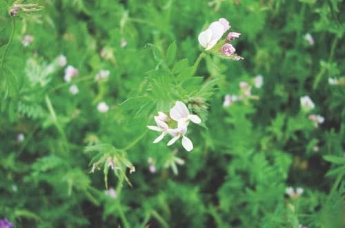 Agronas seradela pastewna 1kg