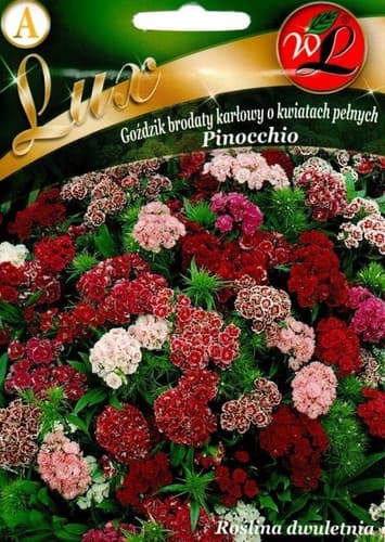 N-Goździk brodaty karłowaty Pinocchio mieszanka 0.5g