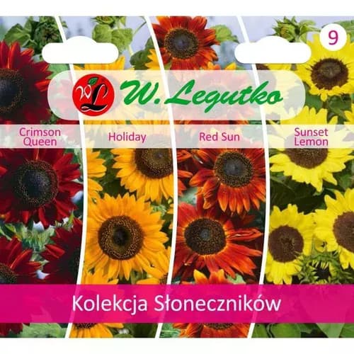 N-Kolekcja słoneczników 6 rodzajów