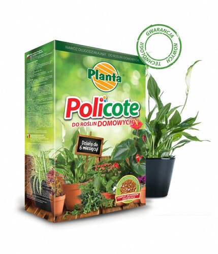 Planta policote 0.5kg zielone/domowe