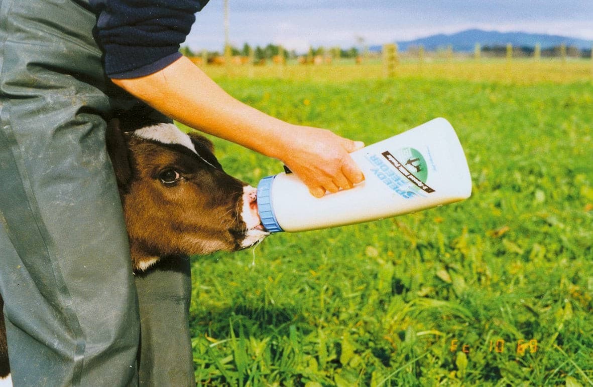 Butelka do pojenia cieląt, "Speedy Feeder", 2,5 l, Kerbl