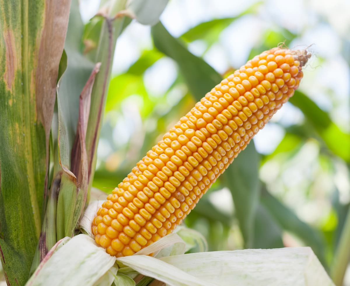 Kukurydza Kosmal FAO 260 + zaprawa Korit 420 FS