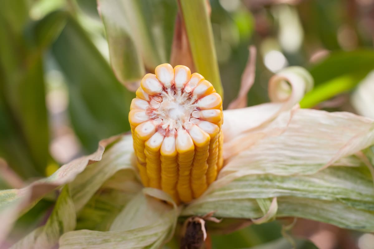 Kukurydza Kosmal FAO 260 + zaprawa Korit 420 FS