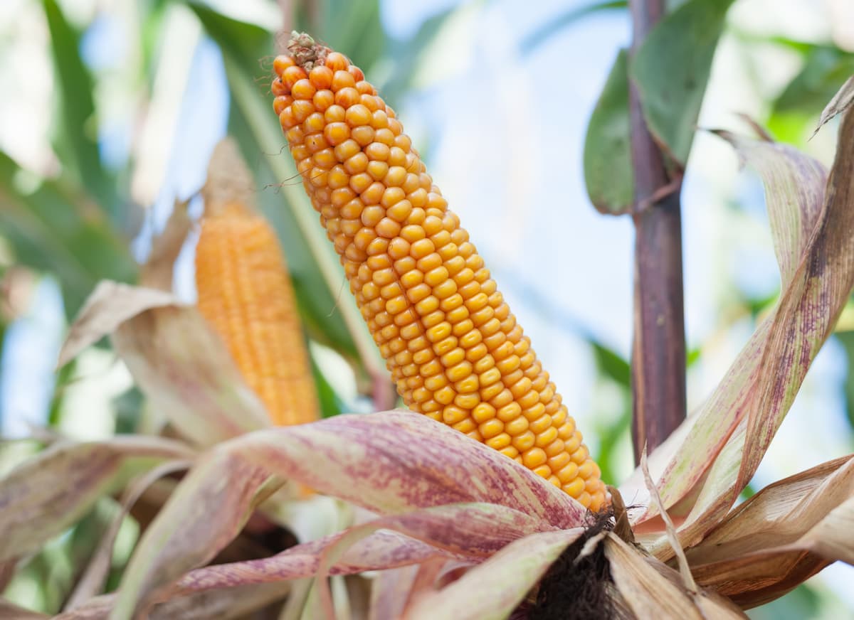 Kukurydza Rywal FAO 210 + zap. Korit 420 FS