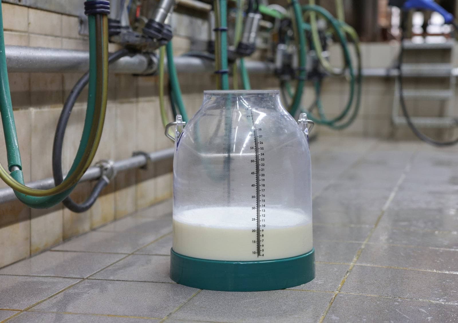 Bańka udojowa, tworzywo, zielony,  30 l, uchwyt 143 mm, Kerbl