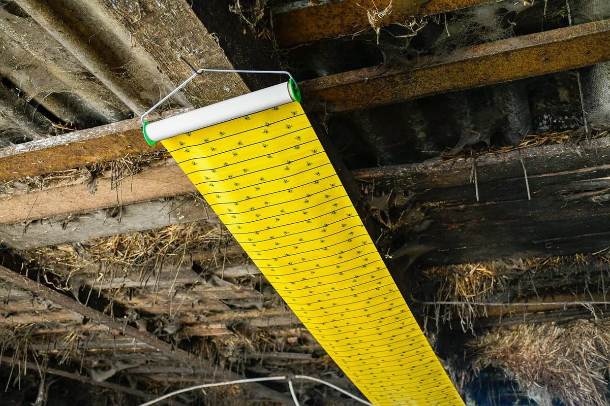 Lep na muchy w rolce, FlyMaster, 7 m x 30 cm, Cit