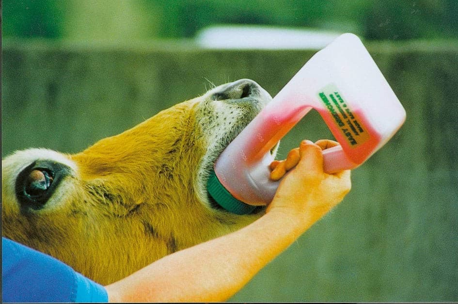 Drencher dla bydła z sztywną sondą , "Easy Drencher", 1,2 l, Kerbl