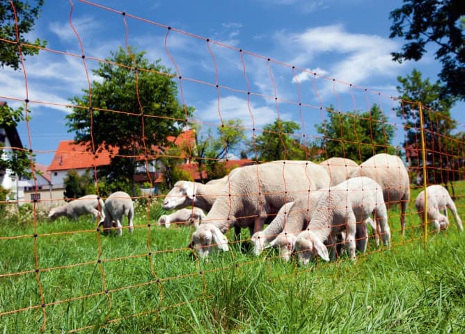 Siatka dla owiec OviNet, 50m, 108 cm, poj. szpic, pomarańczowa, Kerbl