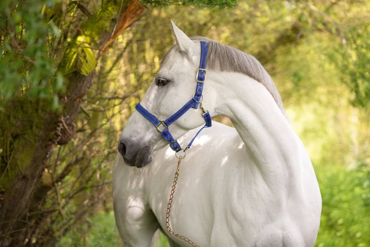 Kantar dla konia Mustang, niebieski/czarny, roz. Cob, Covalliero