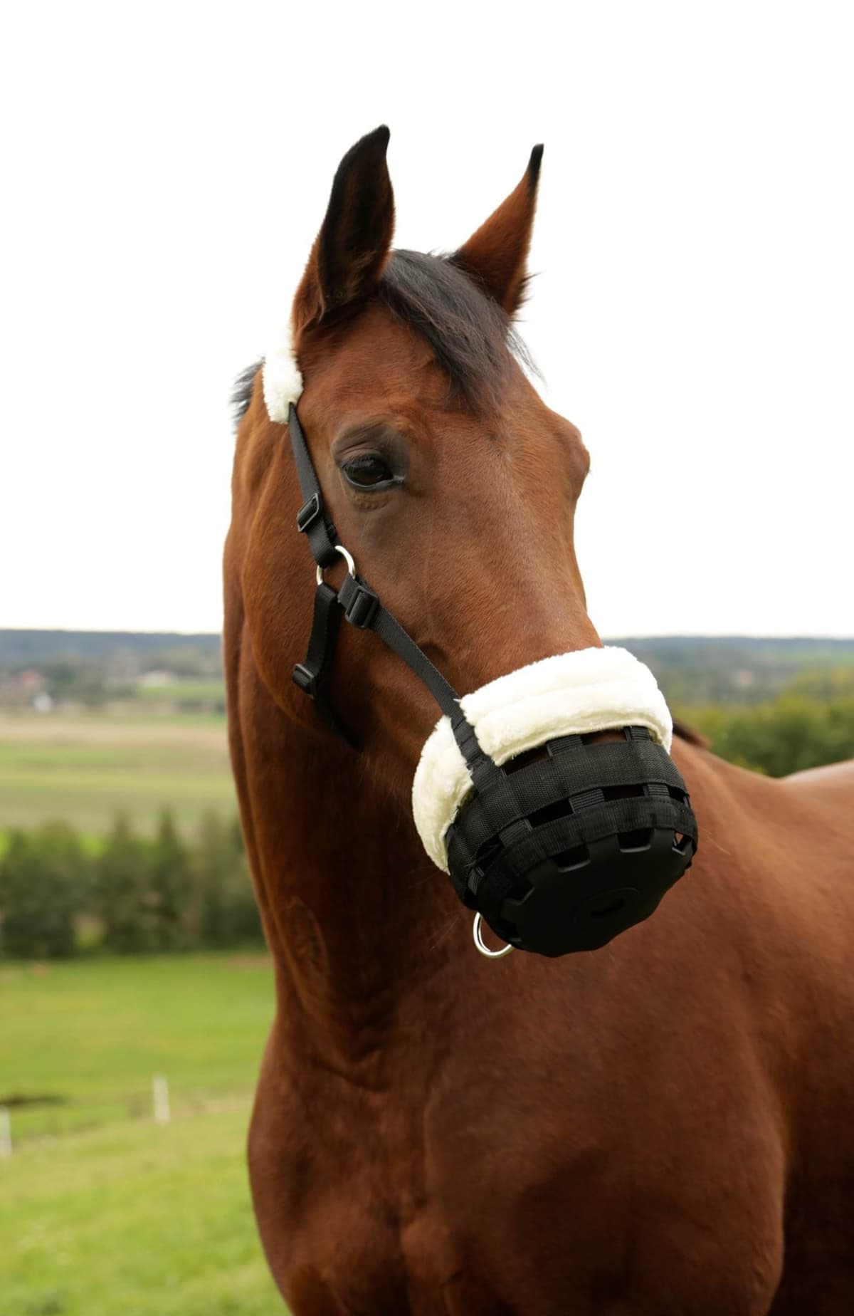 Kaganiec dla konia Teddy Fleece, czarny, roz. Pony, Covalliero