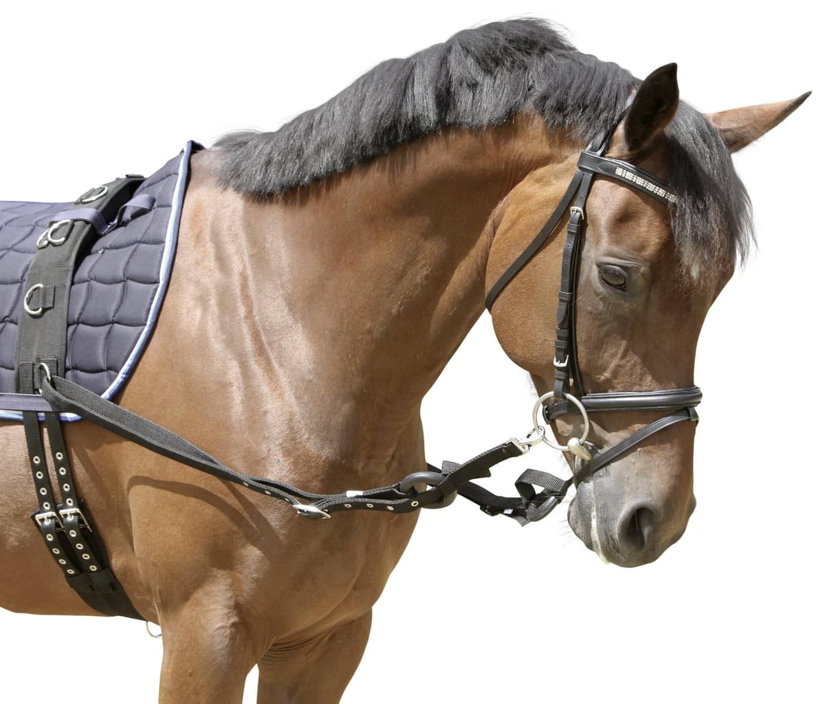 Wypinacze parciane z gumowymi kółkami, czarny, roz. Pony, Covalliero
