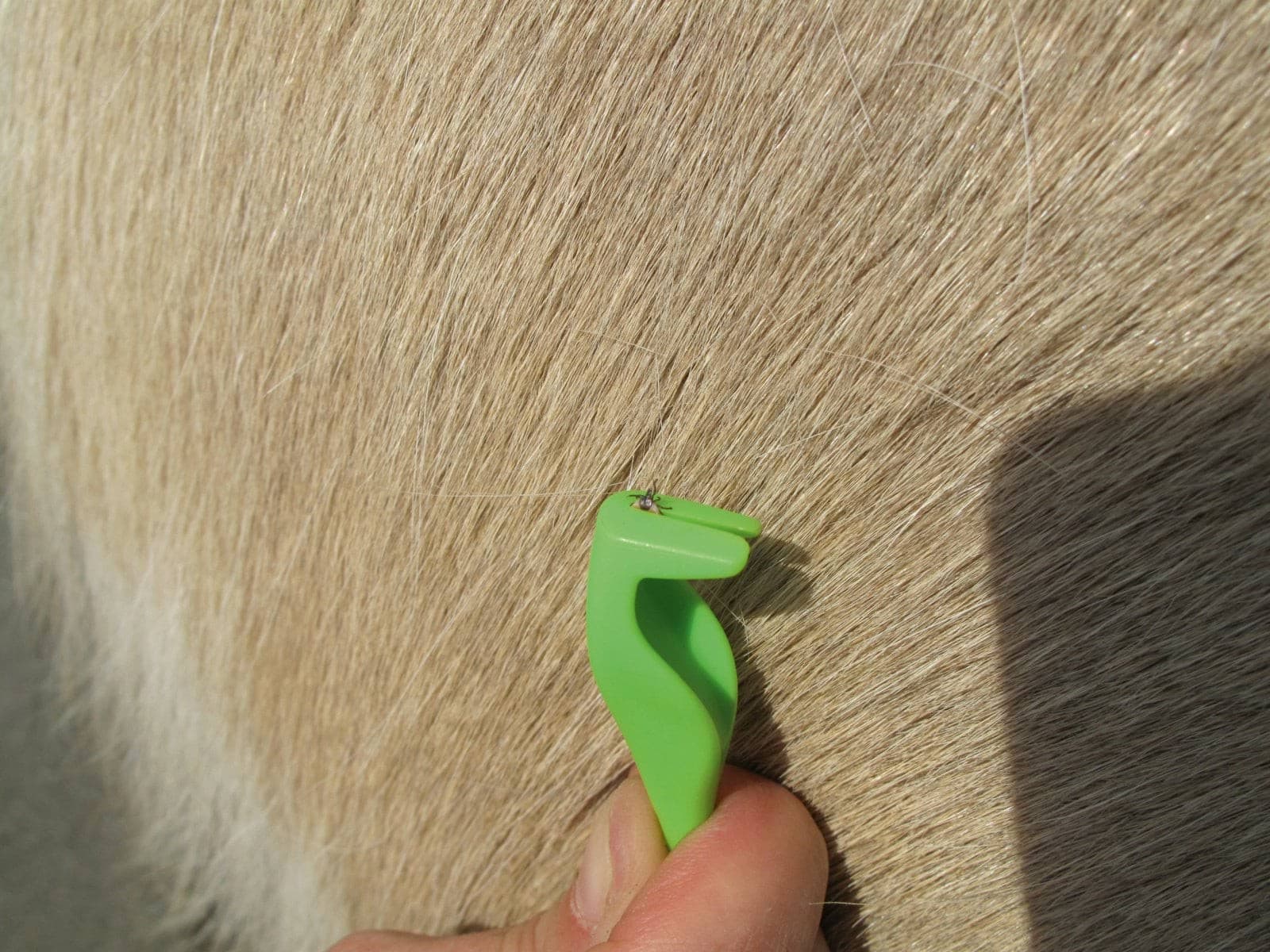 Łopatka do usuwania kleszczy Smartick, 7,2 cm, Kerbl