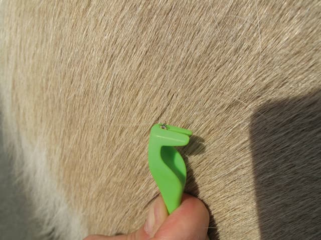 Łopatka do usuwania kleszczy Smartick, 7,2 cm, Kerbl