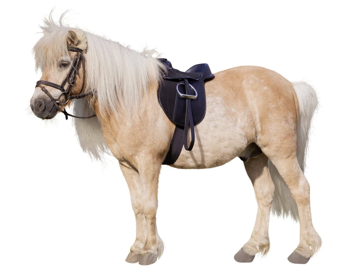 Siodło wszechstronne, roz. Pony, 15,0", czarny, komplet, Covalliero