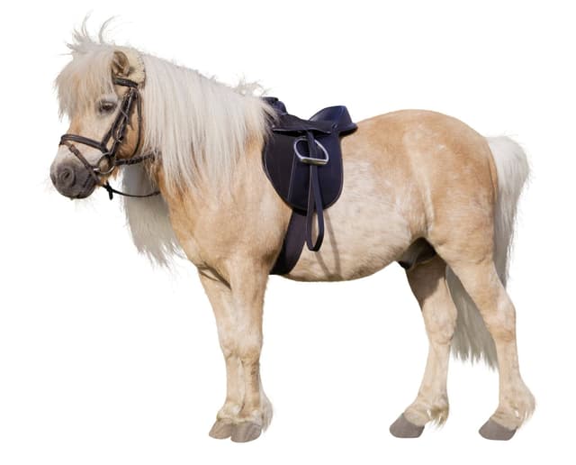 Siodło wszechstronne, roz. Pony, 15,0", czarny, komplet, Covalliero