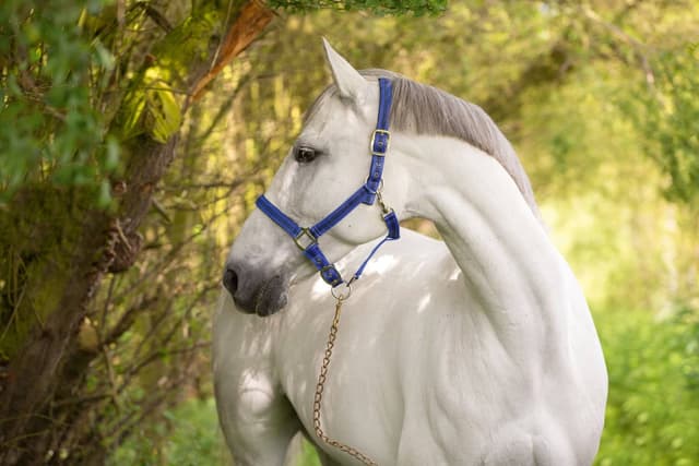 Kantar dla konia Mustang, niebieski/czarny, roz. Full, Covalliero