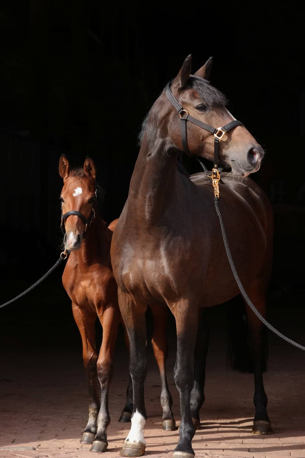 Kantar dla konia TopLine, czarny, roz. Pony, Covalliero