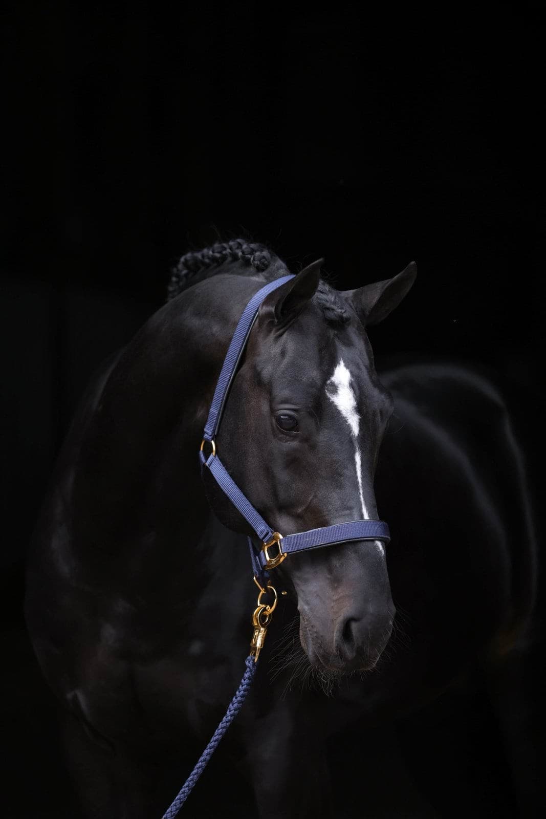 Kantar dla konia TopLine, granatowy, roz. Foal, Covalliero
