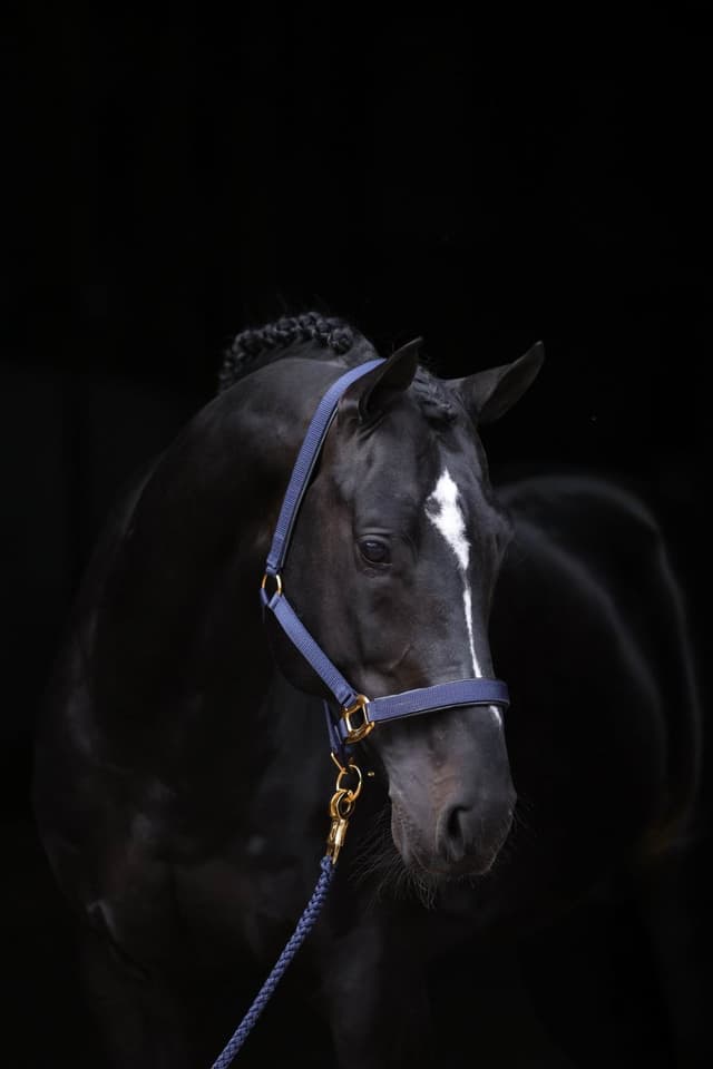 Kantar dla konia TopLine, granatowy, roz. Foal, Covalliero