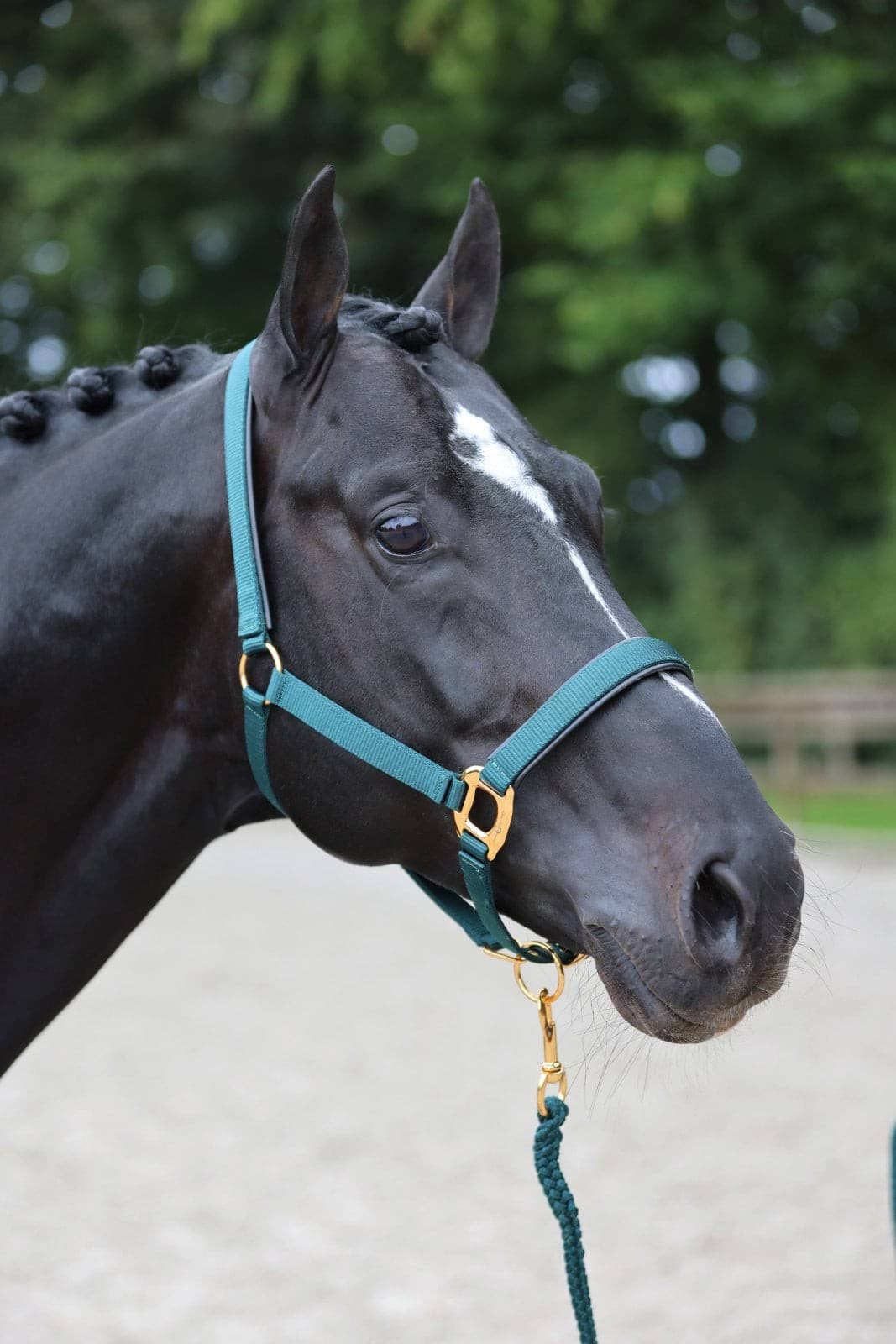 Kantar dla konia TopLine, zielony, roz. Foal, Covalliero