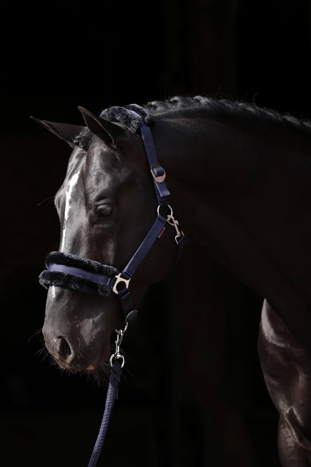Kantar ClassicSoft granatowy dla konia Pony COVALLIERO