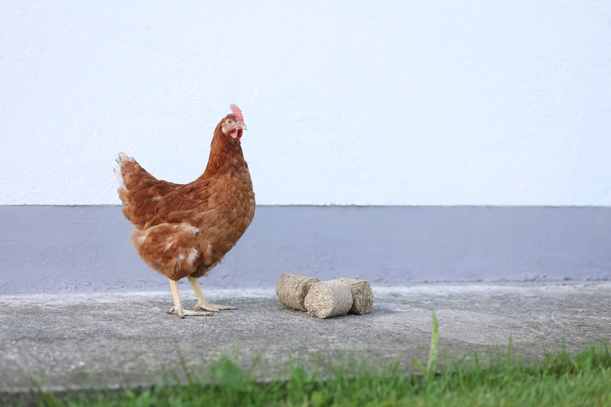 Brykiety z łuski z orkiszu dla drobiu, 24 szt, naturalne, Kerbl