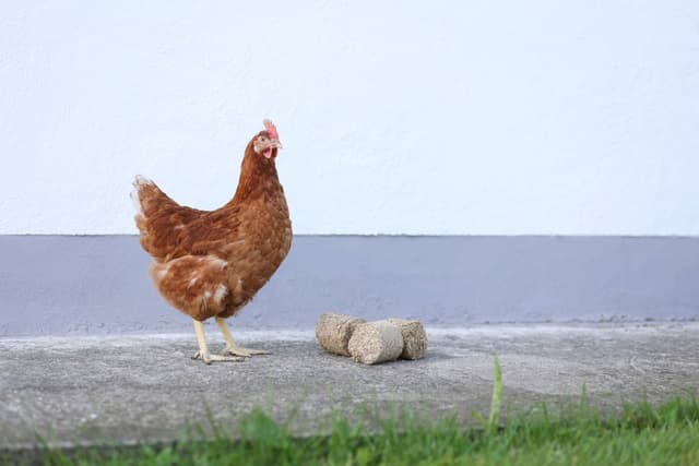 Brykiety z łuski z orkiszu dla drobiu, 24 szt, naturalne, Kerbl