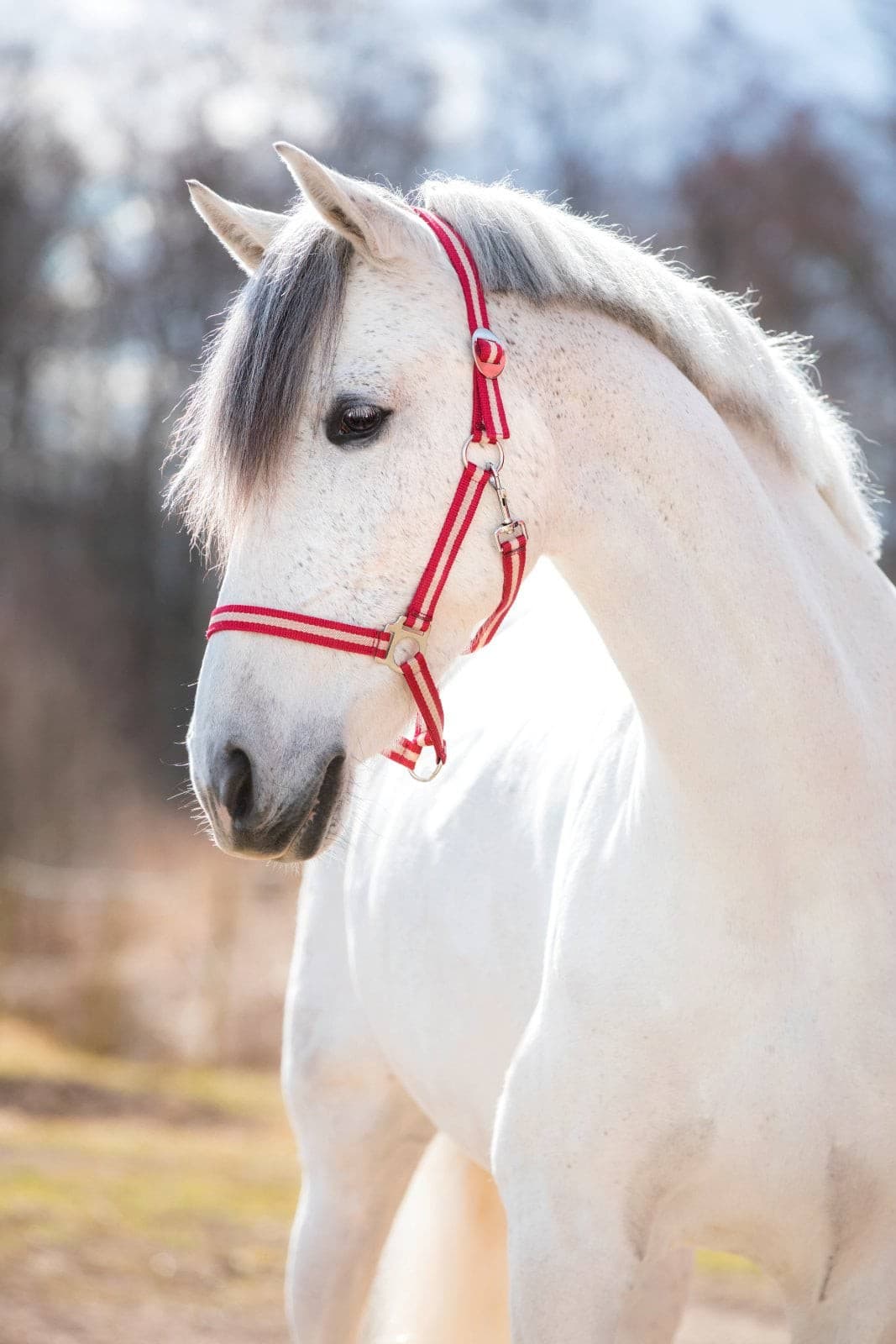 Kantar dla konia Hippo, bordowy/ beżowy, roz. Pony, Covalliero