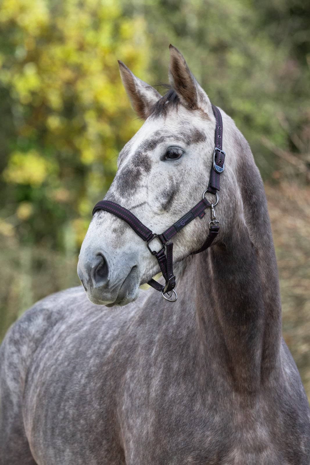 Kantar dla konia Royal, czarny/fuksja, roz. Pony, Covalliero